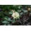 Huile Essentielle de Rhododendron