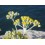 Huile Essentielle d'Helichryse de Corse 5ml